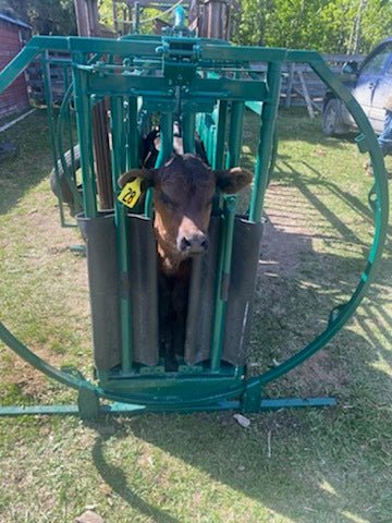 Handling Equipment - Lakeland Calf Tip Table - Lakeland Farm and Ranch