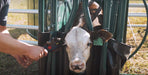 Handling Equipment - Lakeland Calf Tip Table - Lakeland Farm and Ranch