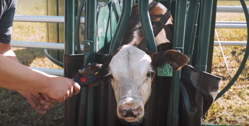 Handling Equipment - Lakeland Calf Tip Table - Lakeland Farm and Ranch