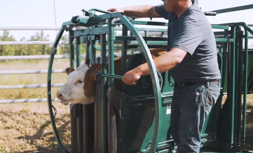 Handling Equipment - Lakeland Calf Tip Table - Lakeland Farm and Ranch