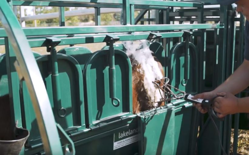 Handling Equipment - Lakeland Calf Tip Table - Lakeland Farm and Ranch