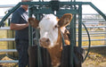 Handling Equipment - Lakeland Calf Tip Table - Lakeland Farm and Ranch