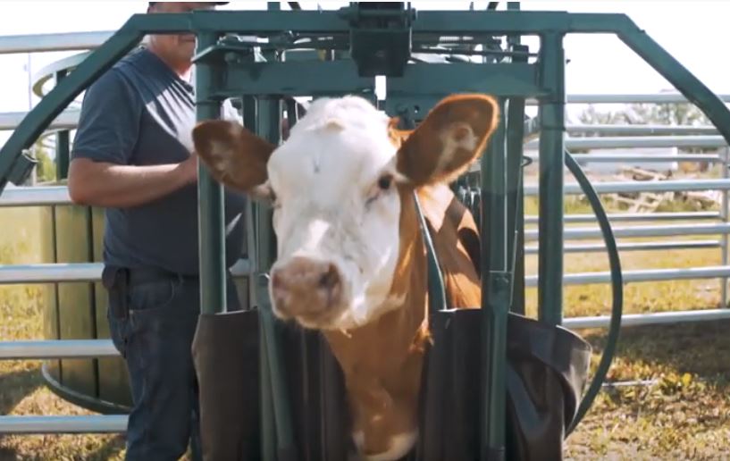 Handling Equipment - Lakeland Calf Tip Table - Lakeland Farm and Ranch