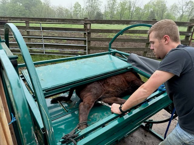 Handling Equipment - Lakeland Calf Tip Table - Lakeland Farm and Ranch