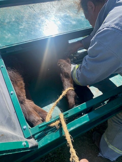 Handling Equipment - Lakeland Calf Tip Table - Lakeland Farm and Ranch