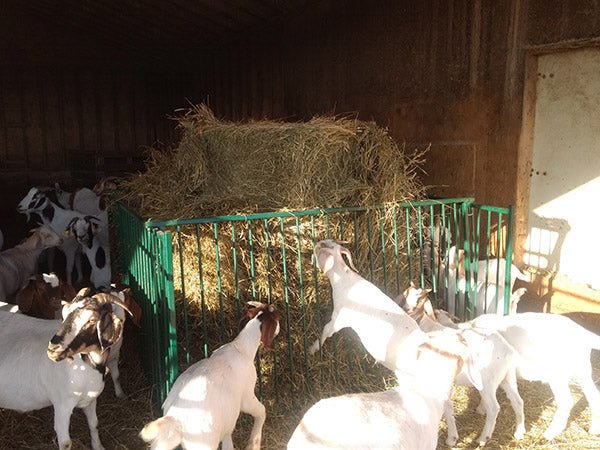 Collapsible Feeders - Lakeland Collapsible Sheep & Goat Feeder – 3″ Spacing - Lakeland Farm and Ranch