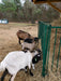 Collapsible Feeders - Lakeland Collapsible Sheep & Goat Feeder – 3″ Spacing - Lakeland Farm and Ranch
