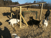 Collapsible Feeders - Lakeland Collapsible Sheep & Goat Feeder – 3″ Spacing - Lakeland Farm and Ranch