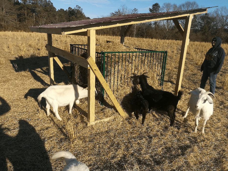 Collapsible Feeders - Lakeland Collapsible Sheep & Goat Feeder – 3″ Spacing - Lakeland Farm and Ranch