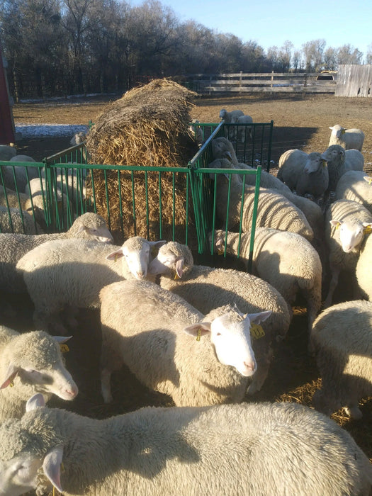Collapsible Feeders - Lakeland Collapsible Sheep & Goat Feeder – 3″ Spacing - Lakeland Farm and Ranch