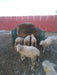 Collapsible Feeders - Lakeland Collapsible Sheep & Goat Feeder – 3″ Spacing - Lakeland Farm and Ranch