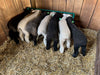 Creep Feeder - Lakeland Creep Feeding Troughs - Lakeland Farm and Ranch