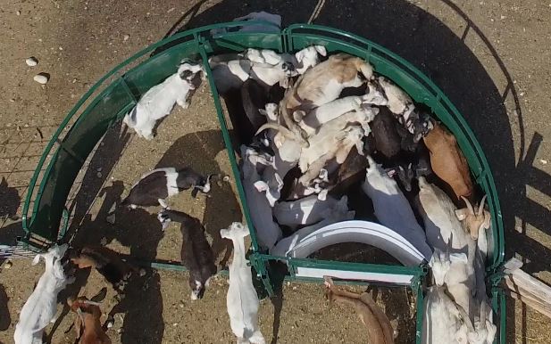 Crowding Tubs - Lakeland Crowding Tub (sheep & goat only) - Lakeland Farm and Ranch