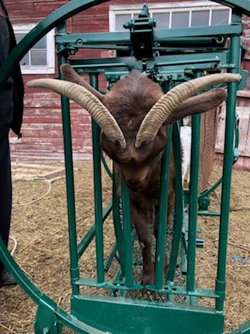 Spin Trim Chute - Lakeland Deluxe Spin Trim Chute - Lakeland Farm and Ranch