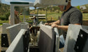 Sheep and Goat Handling Equipment - Lakeland Easy Klamp Sheep & Goat Handler - Lakeland Farm and Ranch