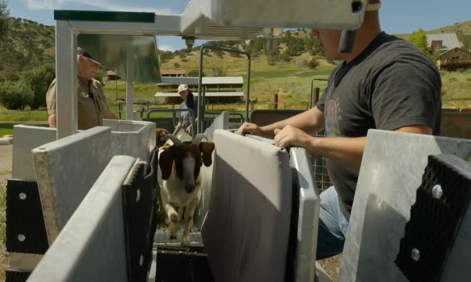 Sheep and Goat Handling Equipment - Lakeland Easy Klamp Sheep & Goat Handler - Lakeland Farm and Ranch