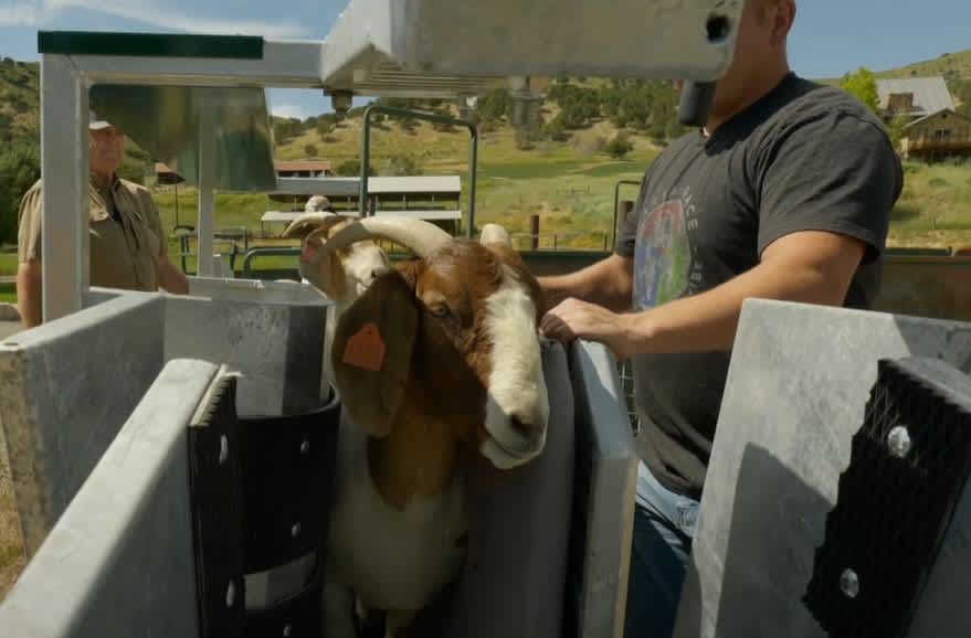 Sheep and Goat Handling Equipment - Lakeland Easy Klamp Sheep & Goat Handler - Lakeland Farm and Ranch