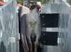 Sheep and Goat Handling Equipment - Lakeland Easy Klamp Sheep & Goat Handler - Lakeland Farm and Ranch