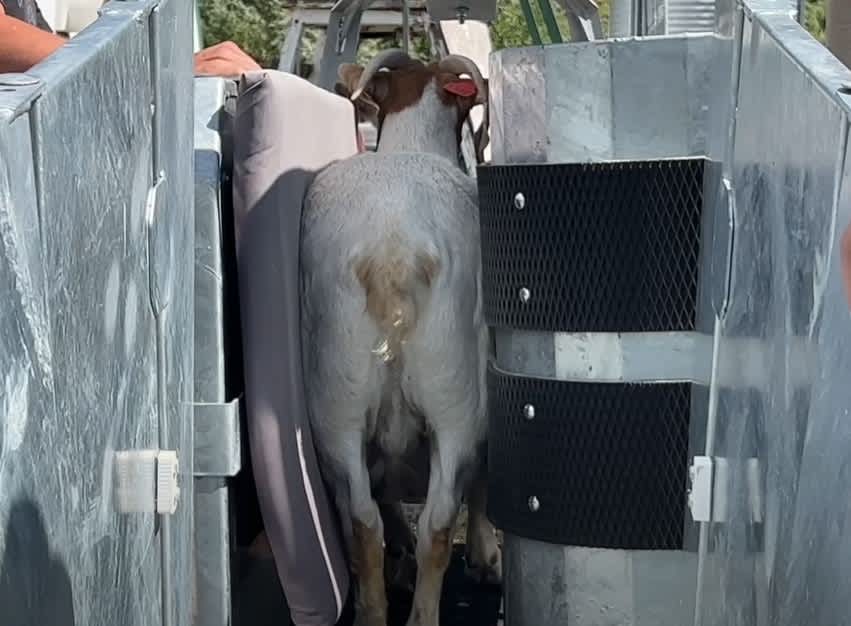 Sheep and Goat Handling Equipment - Lakeland Easy Klamp Sheep & Goat Handler - Lakeland Farm and Ranch