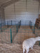 Lambing & Kidding - Lakeland Economy Lambing & Kidding Pen Panels - Lakeland Farm and Ranch