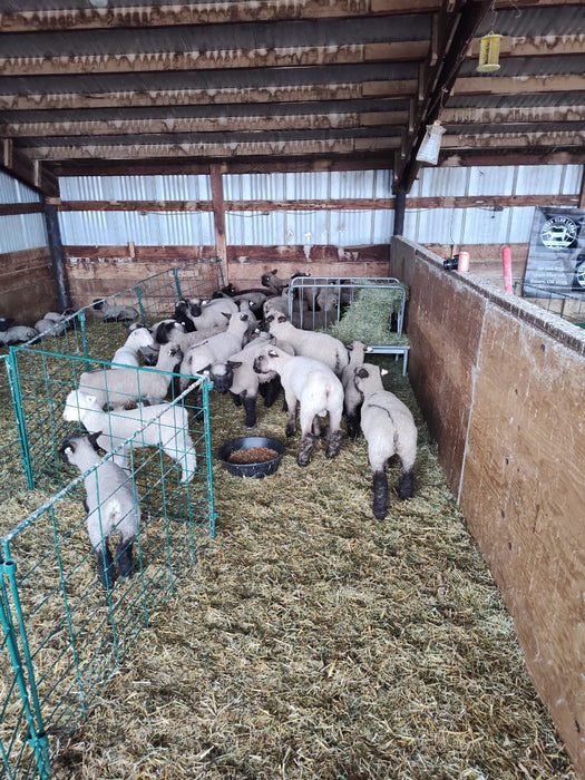 Lambing & Kidding - Lakeland Economy Lambing & Kidding Pen Panels - Lakeland Farm and Ranch