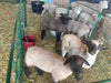Lambing & Kidding - Lakeland Economy Lambing & Kidding Pen Panels - Lakeland Farm and Ranch