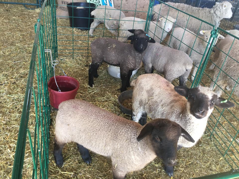 Lambing & Kidding - Lakeland Economy Lambing & Kidding Pen Panels - Lakeland Farm and Ranch