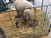 Lambing & Kidding - Lakeland Economy Lambing & Kidding Pen Panels - Lakeland Farm and Ranch