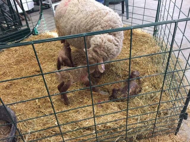 Lambing & Kidding - Lakeland Economy Lambing & Kidding Pen Panels - Lakeland Farm and Ranch