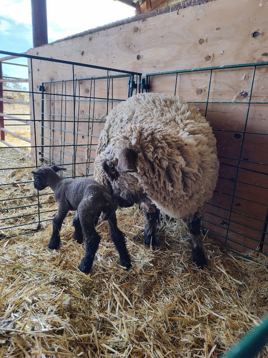 Lambing & Kidding - Lakeland Economy Lambing & Kidding Pen Panels - Lakeland Farm and Ranch