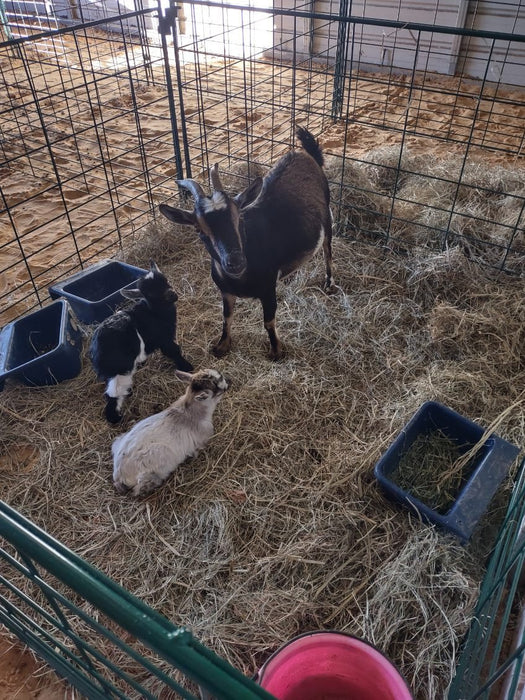 Lambing & Kidding - Lakeland Economy Lambing & Kidding Pen Panels - Lakeland Farm and Ranch