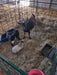Lambing & Kidding - Lakeland Economy Lambing & Kidding Pen Panels - Lakeland Farm and Ranch