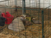 Lambing & Kidding - Lakeland Economy Lambing & Kidding Pen Panels - Lakeland Farm and Ranch