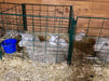 Lambing & Kidding - Lakeland Economy Lambing & Kidding Pen Panels - Lakeland Farm and Ranch