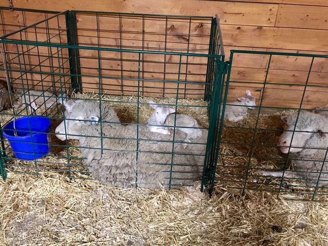 Lambing & Kidding - Lakeland Economy Lambing & Kidding Pen Panels - Lakeland Farm and Ranch