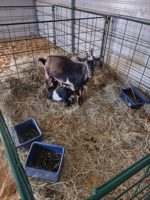 Lambing & Kidding - Lakeland Economy Lambing & Kidding Pen Panels - Lakeland Farm and Ranch