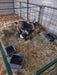 Lambing & Kidding - Lakeland Economy Lambing & Kidding Pen Panels - Lakeland Farm and Ranch