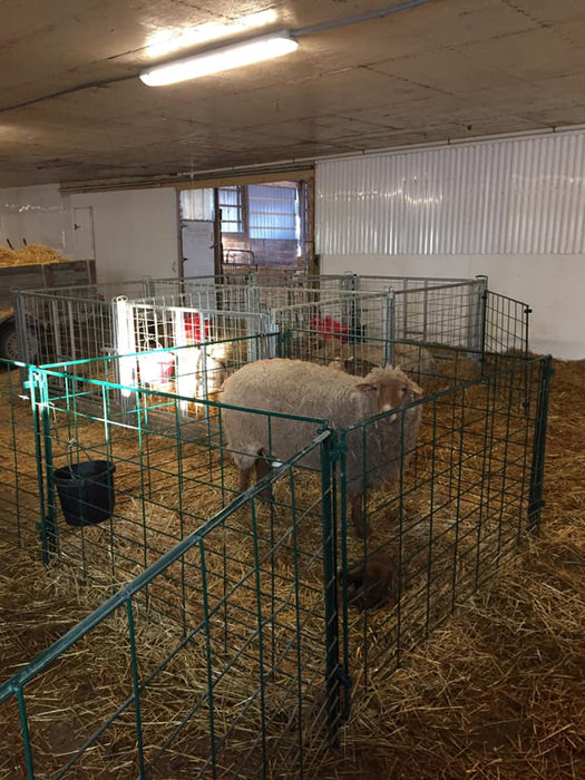 Lambing & Kidding - Lakeland Economy Lambing & Kidding Pen Panels - Lakeland Farm and Ranch