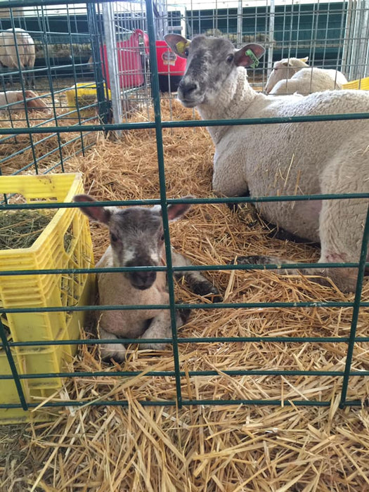Lambing & Kidding - Lakeland Economy Lambing & Kidding Pen Panels - Lakeland Farm and Ranch