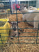 Lambing & Kidding - Lakeland Economy Lambing & Kidding Pen Panels - Lakeland Farm and Ranch