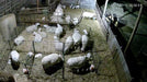 Lambing & Kidding - Lakeland Economy Lambing & Kidding Pen Panels - Lakeland Farm and Ranch