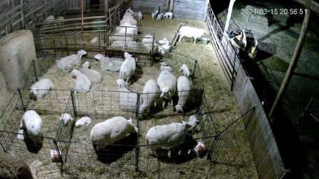 Lambing & Kidding - Lakeland Economy Lambing & Kidding Pen Panels - Lakeland Farm and Ranch