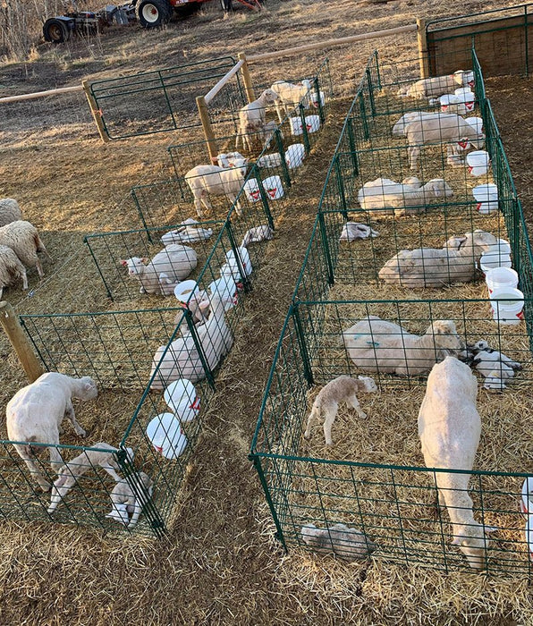 Lambing & Kidding - Lakeland Economy Lambing & Kidding Pen Panels - Lakeland Farm and Ranch