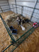 Lambing & Kidding - Lakeland Economy Lambing & Kidding Pen Panels - Lakeland Farm and Ranch