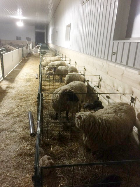 Lambing & Kidding - Lakeland Economy Lambing & Kidding Pen Panels - Lakeland Farm and Ranch