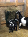 Hay Racks & Troughs - Lakeland Hanging Hay Rack with Trough - Lakeland Farm and Ranch