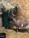 Hay Racks & Troughs - Lakeland Hanging Hay Rack with Trough - Lakeland Farm and Ranch