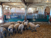 Fence Line Feeders - Lakeland Hay & Grain Fenceline Feeder - Lakeland Farm and Ranch
