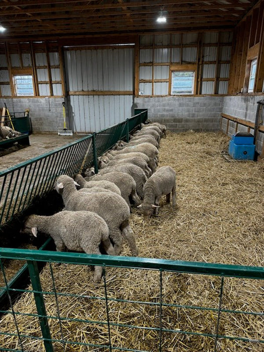 Fence Line Feeders - Lakeland Hay & Grain Fenceline Feeder - Lakeland Farm and Ranch