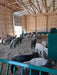 Fence Line Feeders - Lakeland Hay & Grain Fenceline Feeder - Lakeland Farm and Ranch